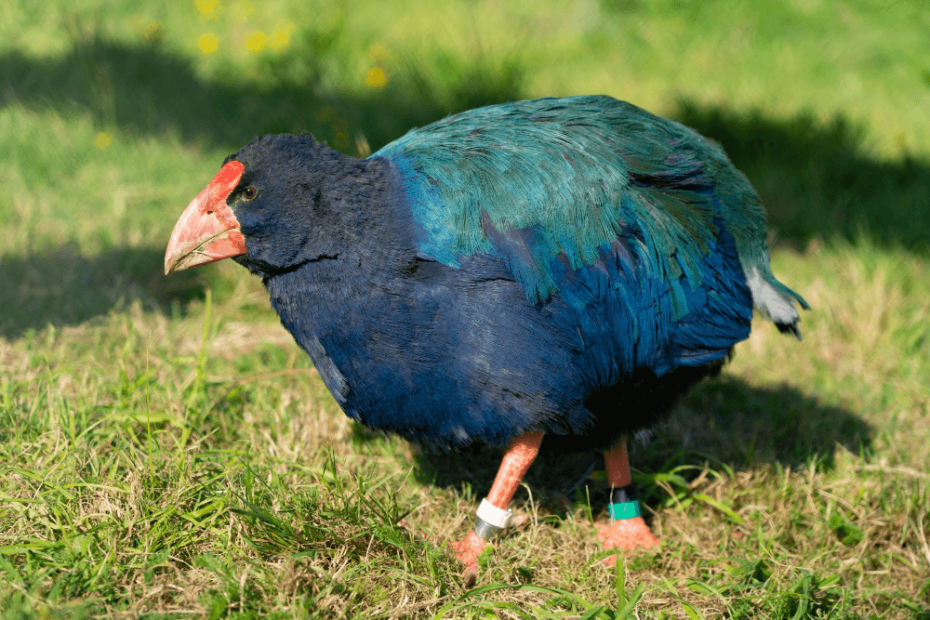 Flightless birds of Newzealand