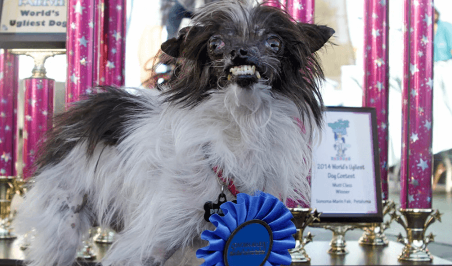 Peanut the world's ugliest dog