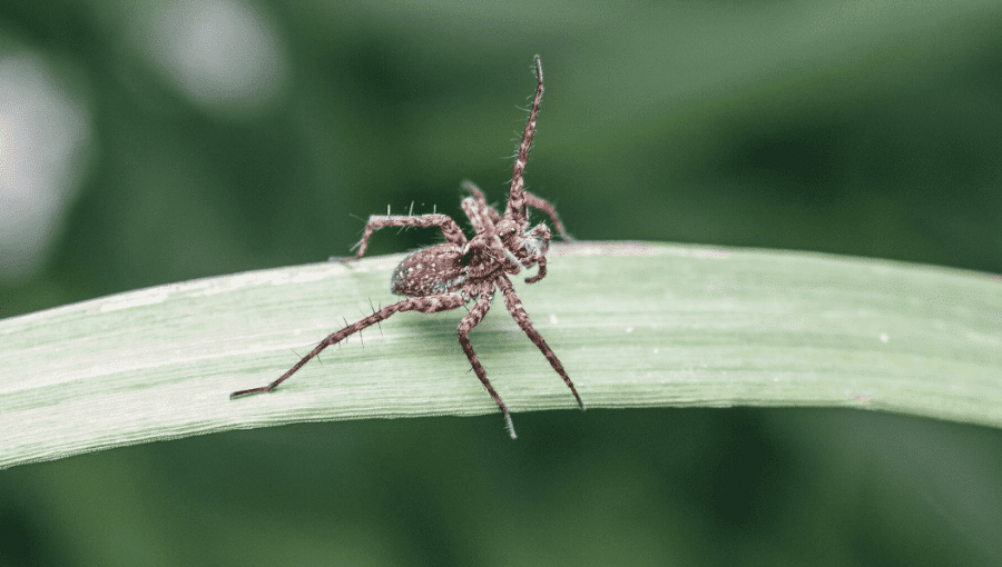 Cranberry field spiders