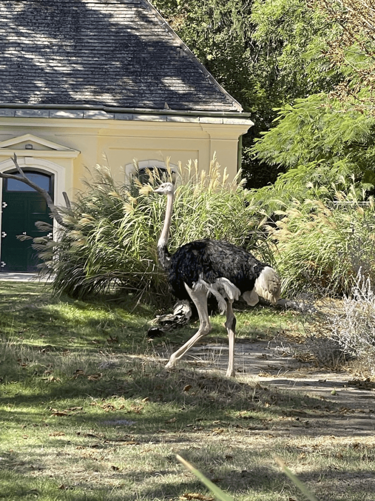 An impressive array of animal life