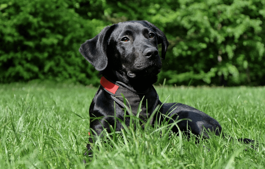 Caring for a silver labrador