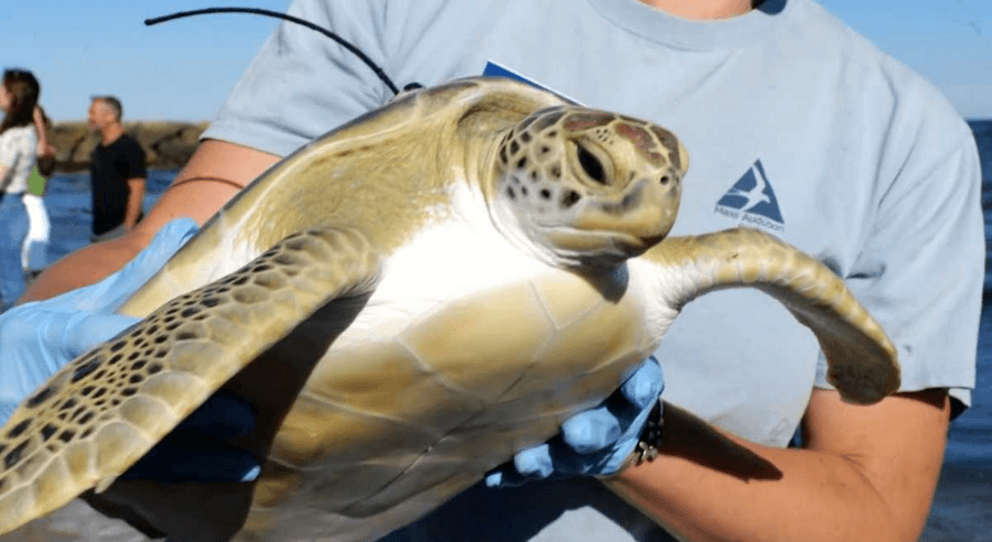 Marathon turtle hospital