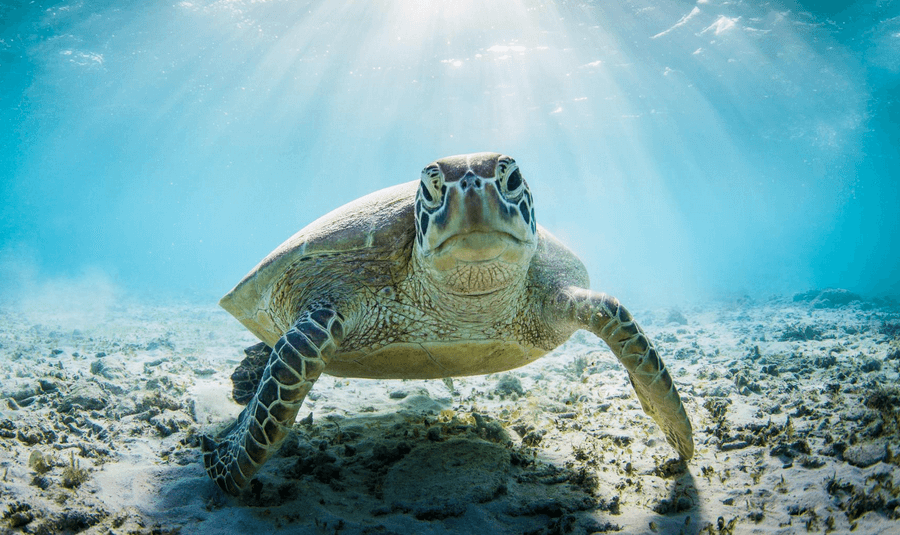 The future of sea turtle conservation