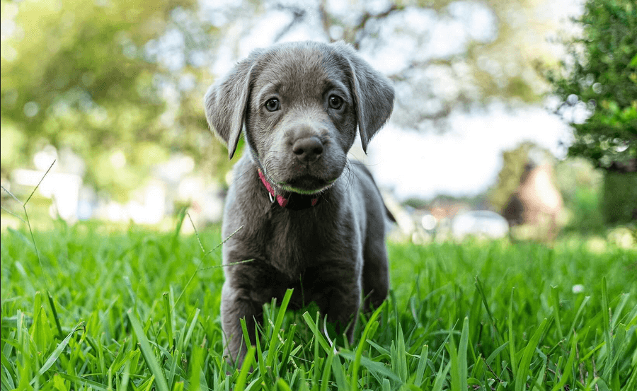 Silver labrador