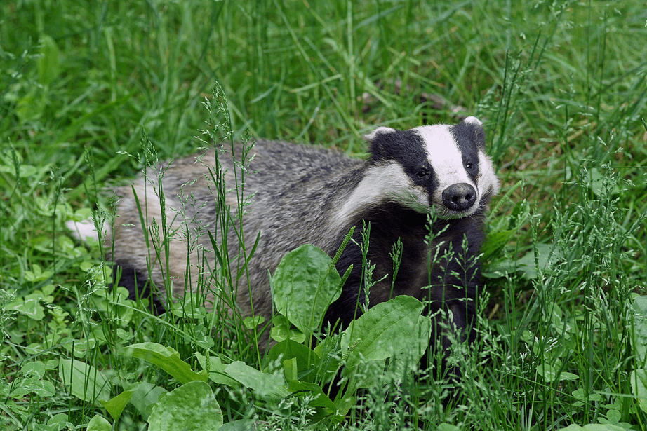 tejon animal