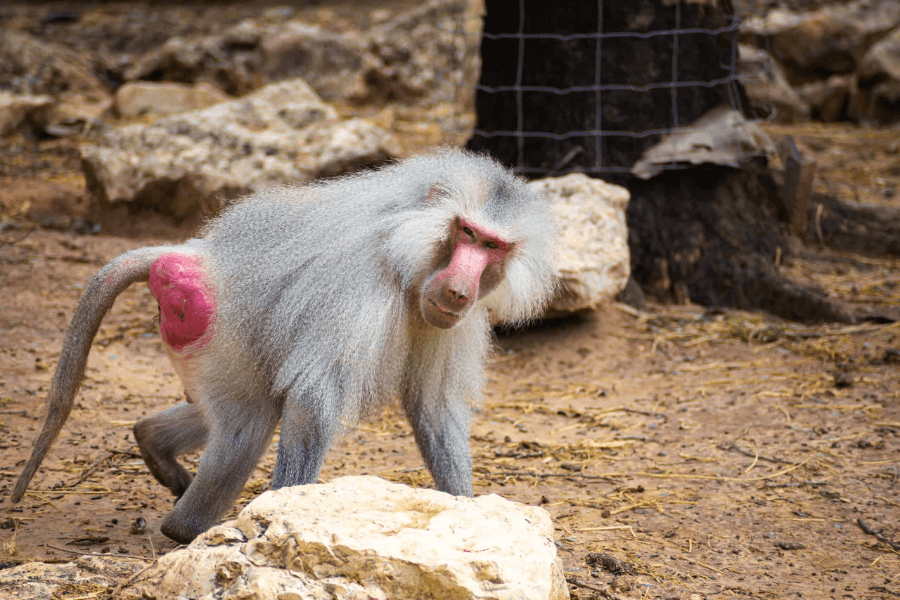 baboon butt